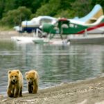 bears