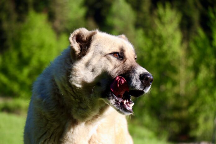 Photo by Erhan Üstünbaş: https://www.pexels.com/photo/majestic-turkish-kangal-dog-in-lush-forest-32261537/